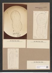 Surirella macraeana Grev. (de-Toni-Nr.: Genus 53, Species 2297) Zeichnungen Sammlung Grunow Nr. 4748 (NHMW-BOT-W0372859)